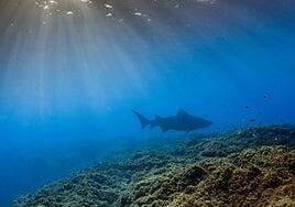 ¿Por qué se avistan más tiburones en las costas Canarias? La ciencia lo investiga