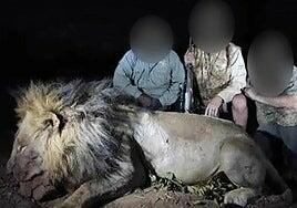 Blondie, el león más querido del mundo es ahora el trofeo de un cazador