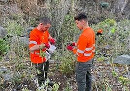 Cuarto récord mensual consecutivo de captura de serpientes en Gran Canaria