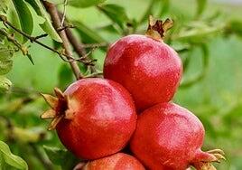 Granada: corazón, cerebro y mucho más