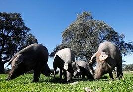 China golpea al cerdo español con aranceles del 20% para ElPozo, Campofrío y otras empresas cárnicas europeas