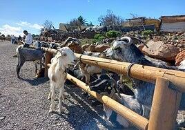 Hasta 300 euros por participar en la Feria de Ganado de Agüimes