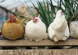 Sacrificadas más de 37.000 gallinas en una granja de Guadalajara tras detectarse gripe aviar