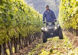 Vendimiar en quad: la innovadora solución para la agricultura