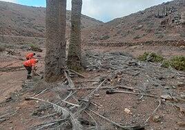 Ponen bonitos los escenarios de Betancuria para celebrar La Peña