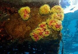 Un coral invasor amenaza con expandirse con rapidez en Canarias pese al cambio climático