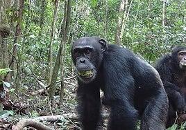 Los chimpancés toman el alcohol equivalente a al menos dos cervezas diarias