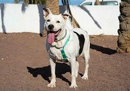 El perro más veterano del albergue encuentra familia tras más de tres años sin una visita