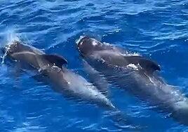 El duelo de una familia de calderones en Gran Canaria: portaban a su cría muerta en la boca