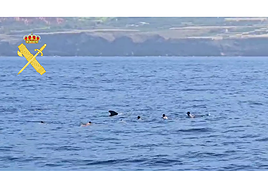 Denunciados siete turistas por bañarse junto a cetáceos en el sur de Tenerife