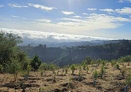 Fundación Foresta y TUI Care Foundation reforestan Monte Pavón con más de 3.000 árboles en un proyecto pionero en Europa