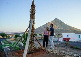 Más vandalismo: riegan con gasoil palmeras en Tindaya