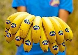 Los plataneros de Canarias exigen transparencia sobre el pacto agrícola de España con Ecuador