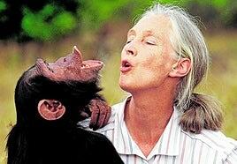 El no llanto de los chimpancés