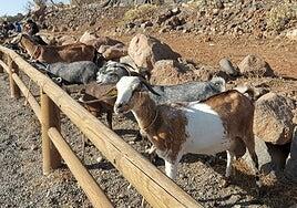 La feria de ganado y el encuentro en el casco cierran el fin de semana grande de las fiestas del Rosario