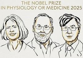Nobel de Medicina para Mary E. Brunkow, Fred Ramsdell y Shimon Sakaguchi, por identificar los guardianes del sistema inmunitario