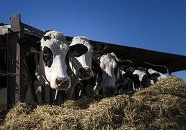 Bruselas propone un escudo para proteger a los agricultores europeos ante el acuerdo con Mercosur