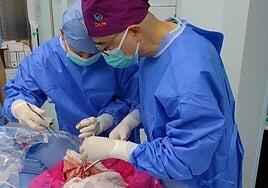 Realizan el primer trasplante de un hígado de cerdo a un ser humano