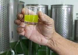 14.000 kilos de aceitunas se transforman en virgen extra