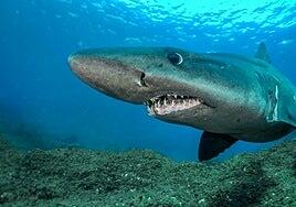 Canarias, candidata a 22 santuarios para la protección de tiburones y rayas