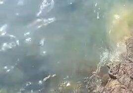 Arrecife demanda evitar los vertidos en la Punta del Camello