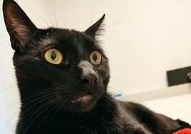 Terrassa prohíbe la adopción de gatos negros hasta Halloween para evitar ritos macabros