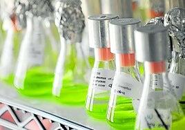 Las algas y la bioeconomía azul. El papel de Europa