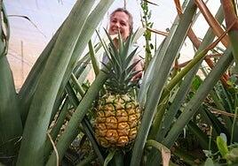 A la rica y dulce piña tropical de Fuerteventura