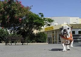 ¿La leishmaniosis canina ya es autóctona en Canarias? Ocho casos apuntan a que sí