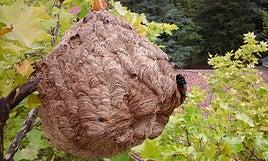 Tres muertos en dos semanas en Galicia por el ataque de avispas asiáticas