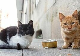 En marcha el control de las colonias felinas en Antigua, Tuineje, Pájara y Betancuria