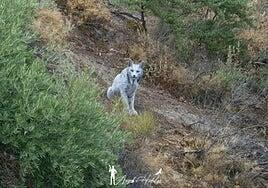 Un fotógrafo capta por primera vez un lince ibérico blanco en España