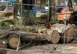 Agüimes tala 14 palmeras por las obras en el parque de la Casa de la Cultura de Arinaga
