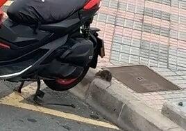 Las ratas, como Pedro por su casa, pero en El Tablero