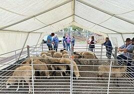 Un simulacro en San Mateo pone a prueba el Plan INFOCA con la evacuación de personas, ganado y mascotas