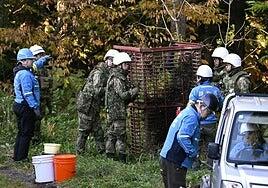 Japón despliega al Ejército para contener una oleada de ataques de osos que ha matado a 12 personas