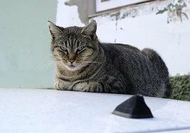 Gesplan ayuda a controlar las colonias felinas en Canarias: «Los gatos no pueden estar en espacios protegidos»