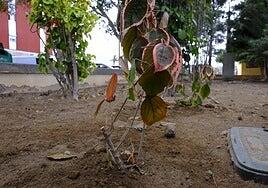 La Feria sufre el ataque de los ladrones de esquejes