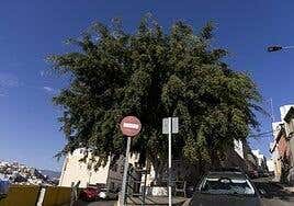 San Nicolás tiene una pregunta: «¿Cuándo van a podar los árboles?»