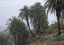 La lluvia dejó 109 litros por metro cuadrado en El Paso y 108 en El Roque de Los Muchachos