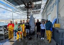 Un ejemplar de 221 kilos protagonizará la Feria del Atún y del Mar de Mogán