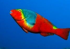 Sorprendente explosión demográfica de viejas en las coladas submarinas del Tajogaite