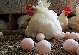 La España de los huevos de oro