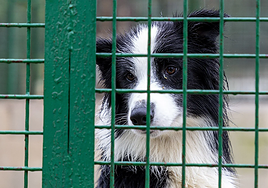 Condenan a una mujer tras agredir en Plasencia a una compañera de trabajo por la custodia de su mascota