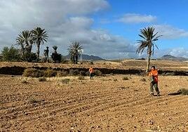 Siembra de 6.000 kilos de trigo en Tuineje