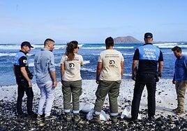 La Oliva toma medidas efectivas para recuperar rodolitos extraídos del litoral