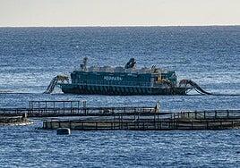 La Plataforma por un Litoral Limpio exige el cese del director general de Pesca por la crisis ambiental en Telde