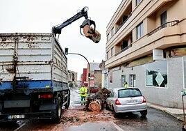 La borrasca Emilia se ensaña con los árboles de Las Palmas de Gran Canaria