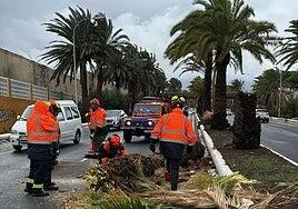 Telde sigue sumando incidencias con árboles, palmeras, muros y vallas derribadas por el viento