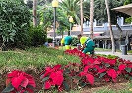Unas fiestas de rojo y verde con 25.000 flores de Pascua